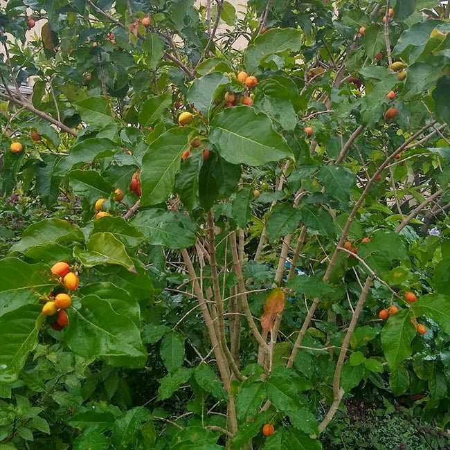 Peanut Butter Fruit - Ladybird Nursery