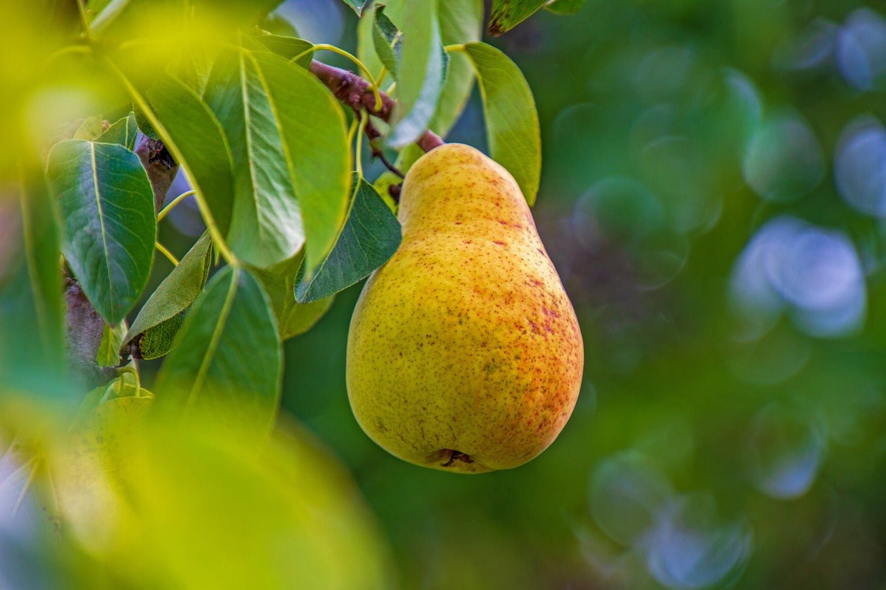 Dwarf Pear Trixzie® 'Pyvert' - Ladybird Nursery