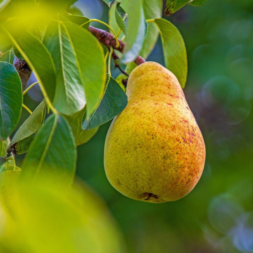 Dwarf Pear Trixzie® 'Pyvert' - Ladybird Nursery