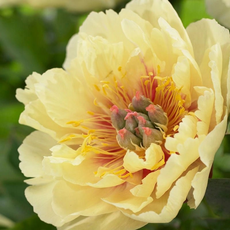 Itoh Peony Garden Treasure (Paeonia) - Ladybird Nursery
