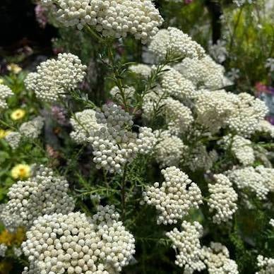 Rice Flower 'Petite' (Ozothamnus) - Ladybird Nursery