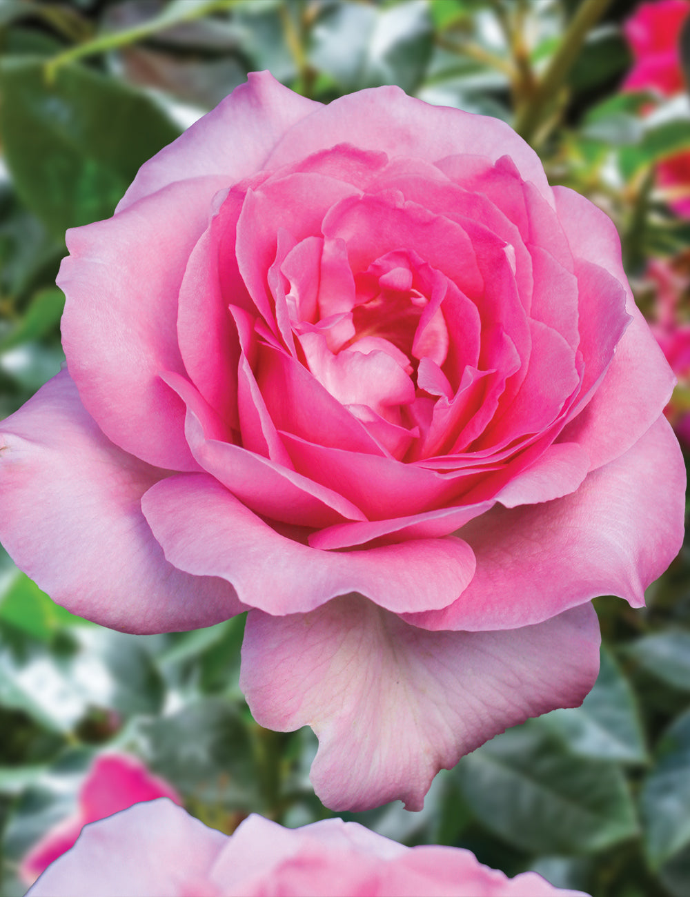 Rose 'Perfume Passion' (Bareroot)
