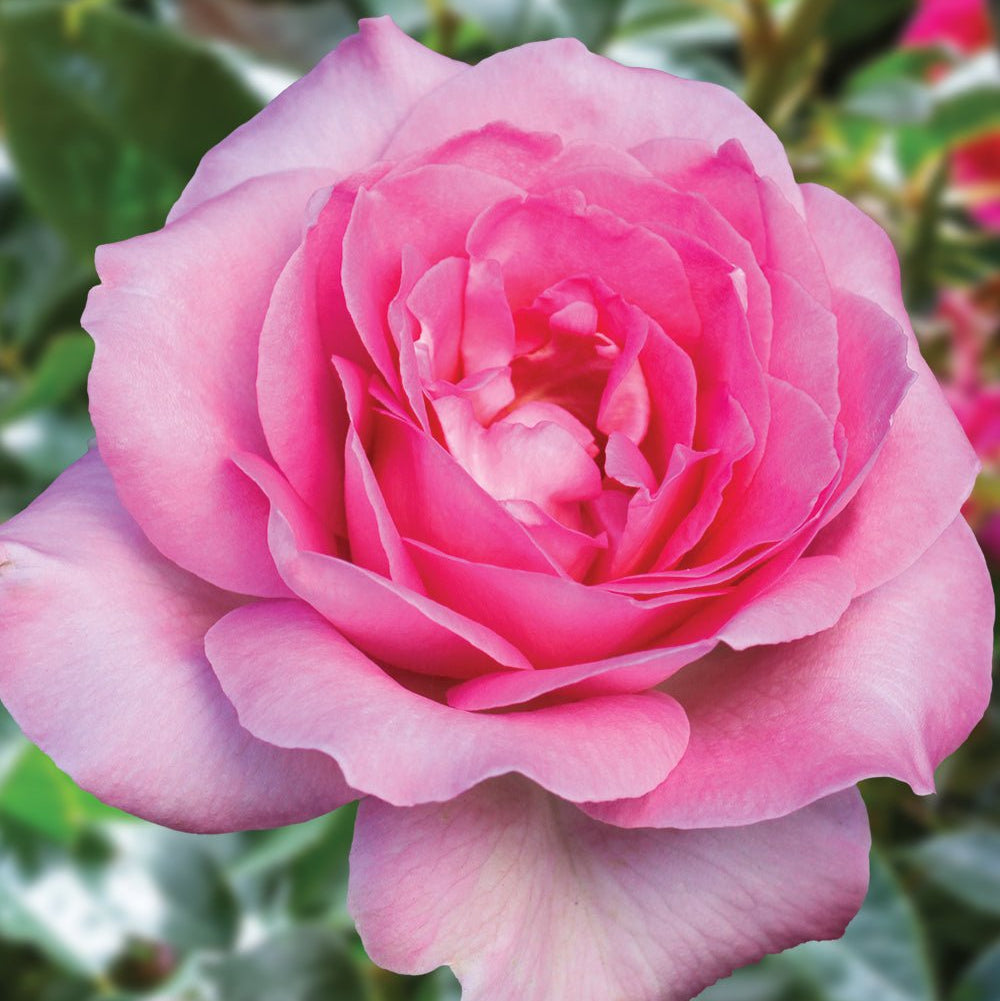 Rose 'Perfume Passion' (Bareroot) - Ladybird Nursery