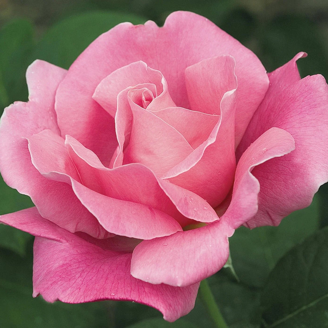 Rose 'Perfume Passion' Hybrid Tea (David Austin) - Ladybird Nursery