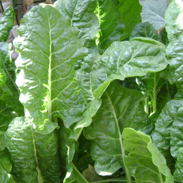 Spinach 'Perpetual' (Pickup Only) - Ladybird Nursery