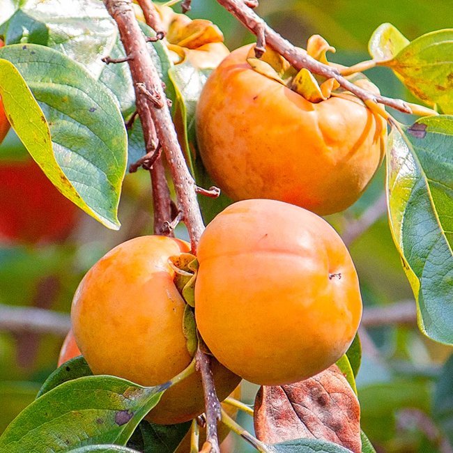 Persimmon 'Isahaya' (Non Astringent) - Ladybird Nursery