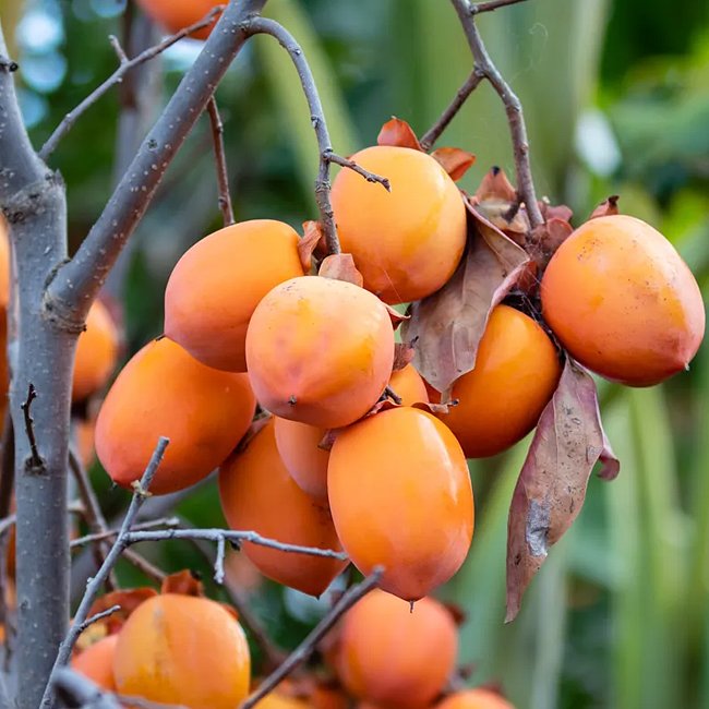 Persimmon Nightingale astringent - Ladybird Nursery