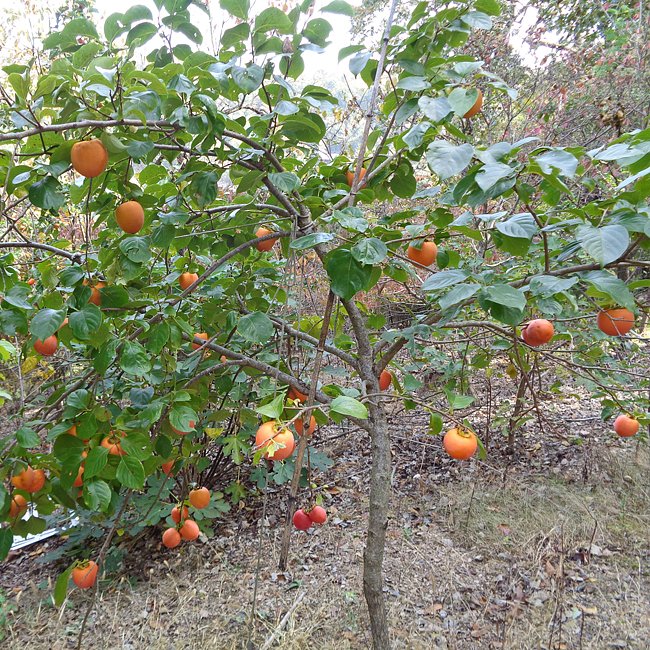 Persimmon Sunami Non Astringent - Ladybird Nursery