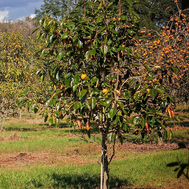 Persimmon 'Tanenashi' (Astringent) - Ladybird Nursery