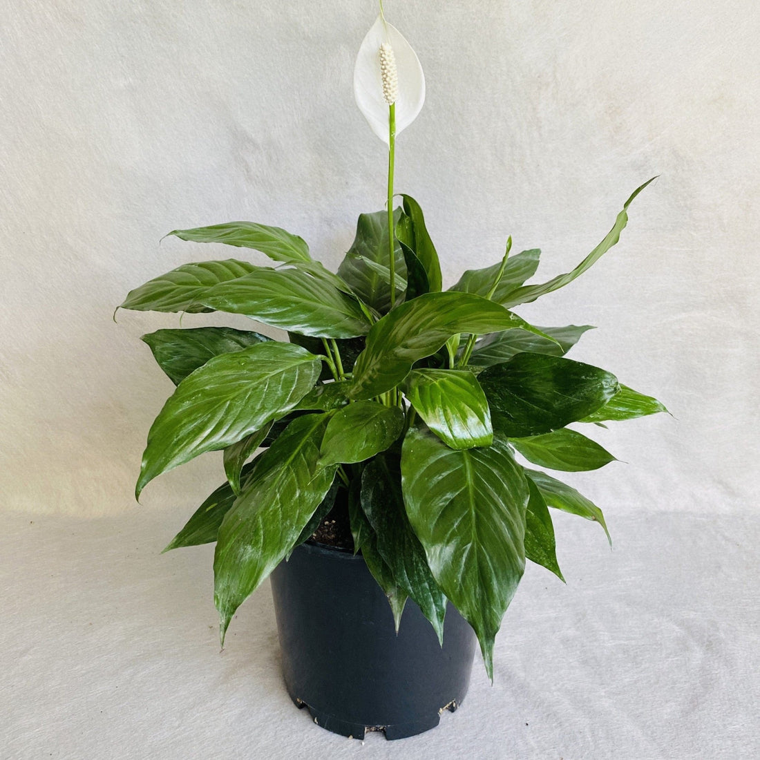 Peace Lily Petite (Spathiphyllum) - Ladybird Nursery