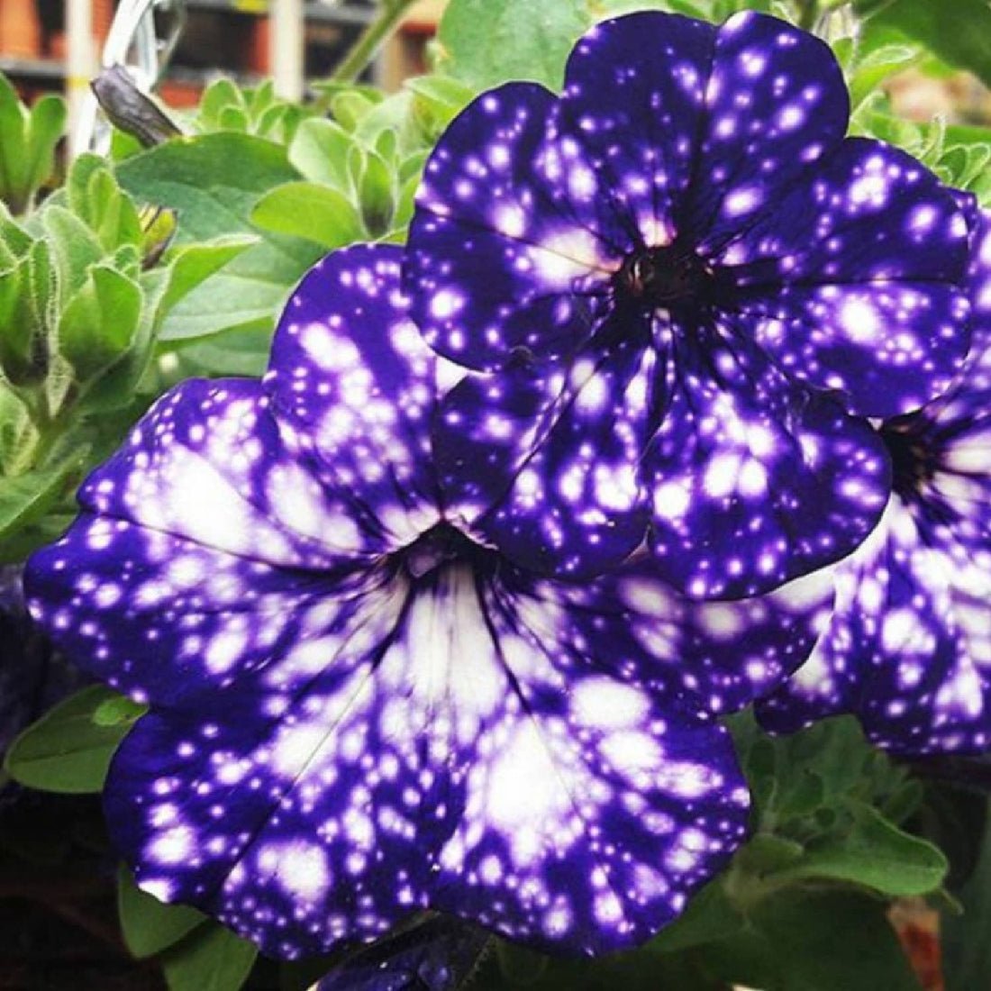 Petunia 'Night Sky' - Ladybird Nursery