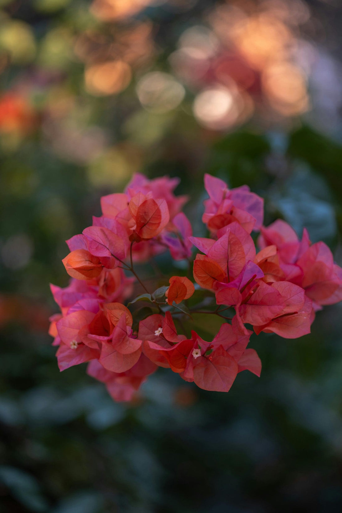 Bambino Bougainvillea (Bougainvillea Bambino™) - Ladybird Nursery