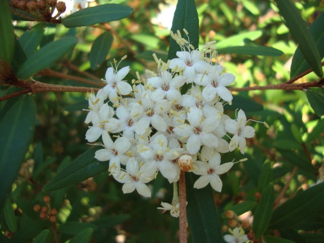 Woombye Phebalium prostrate (Phebalium woombye) - Ladybird Nursery