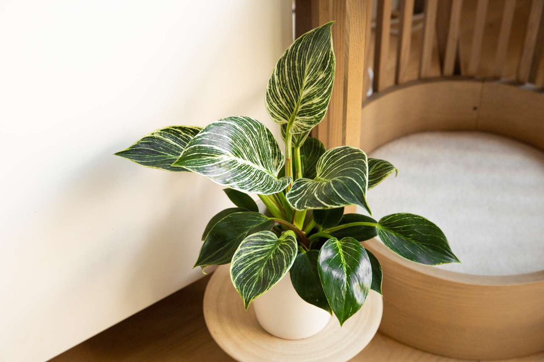 Philodendron Birkin - Ladybird Nursery