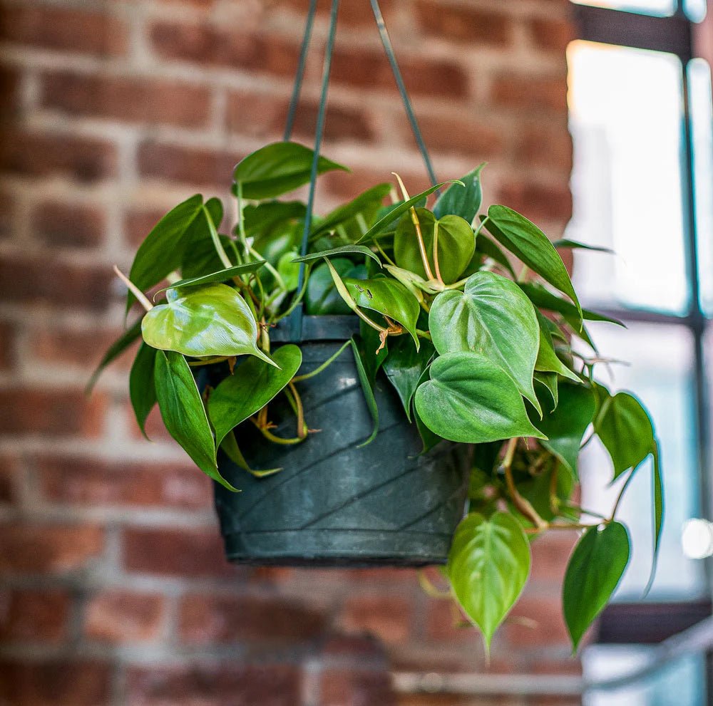 Philodendron Heartleaf (Philodendron cordatum) - Ladybird Nursery