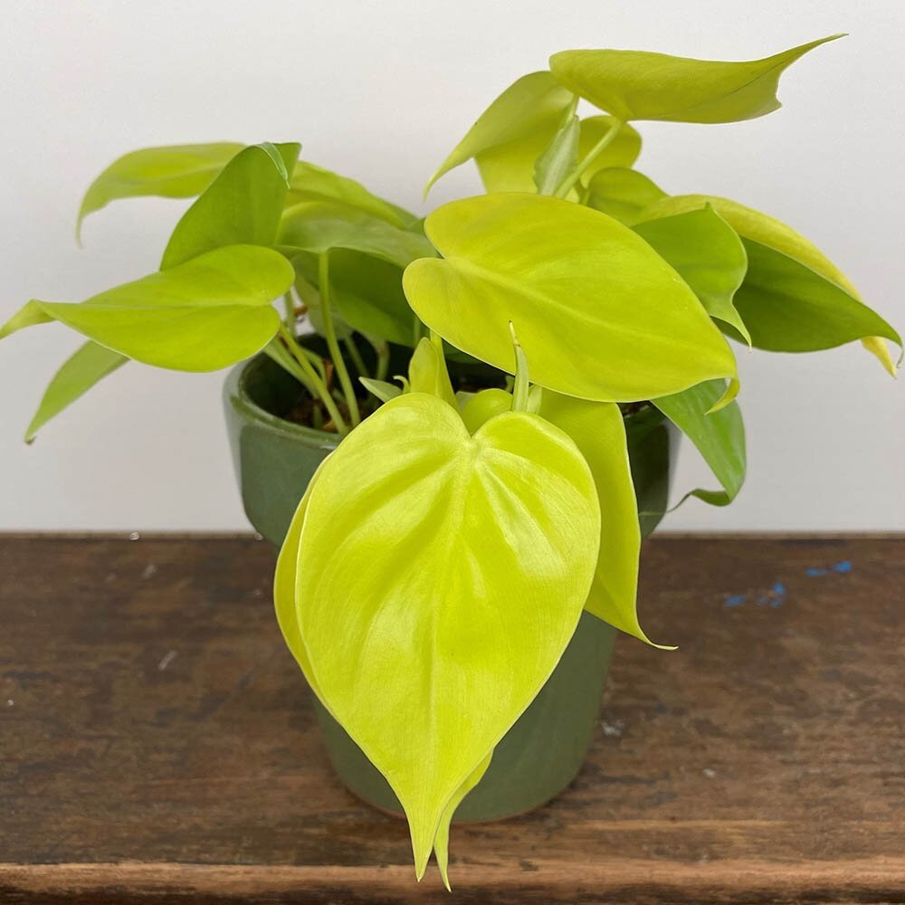 Philodendron Lemon Lime (Philodendron hederaceum) - Ladybird Nursery