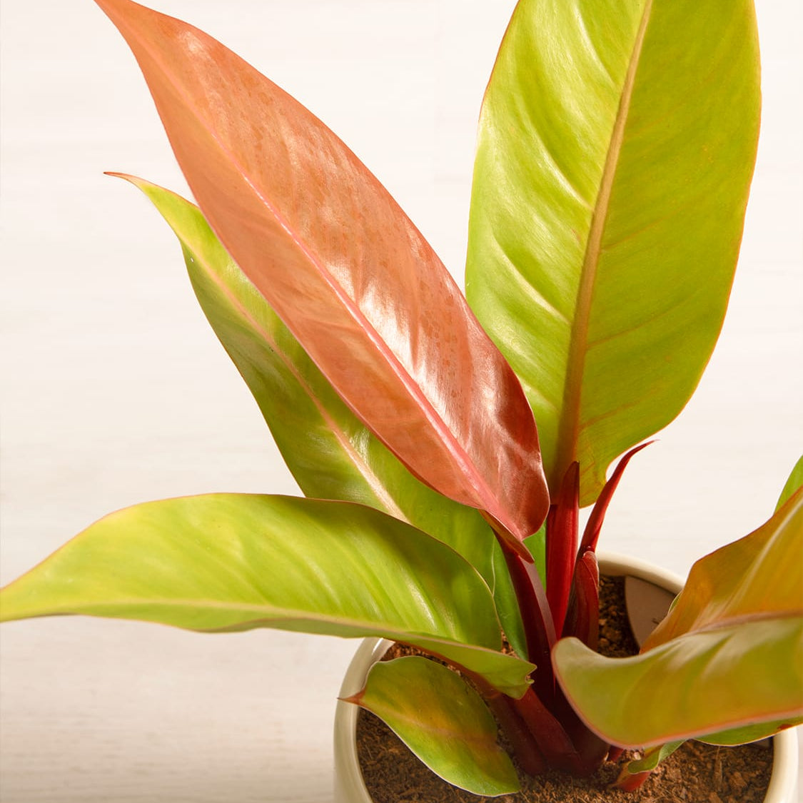 Prince of Orange (Philodendron) - Ladybird Nursery