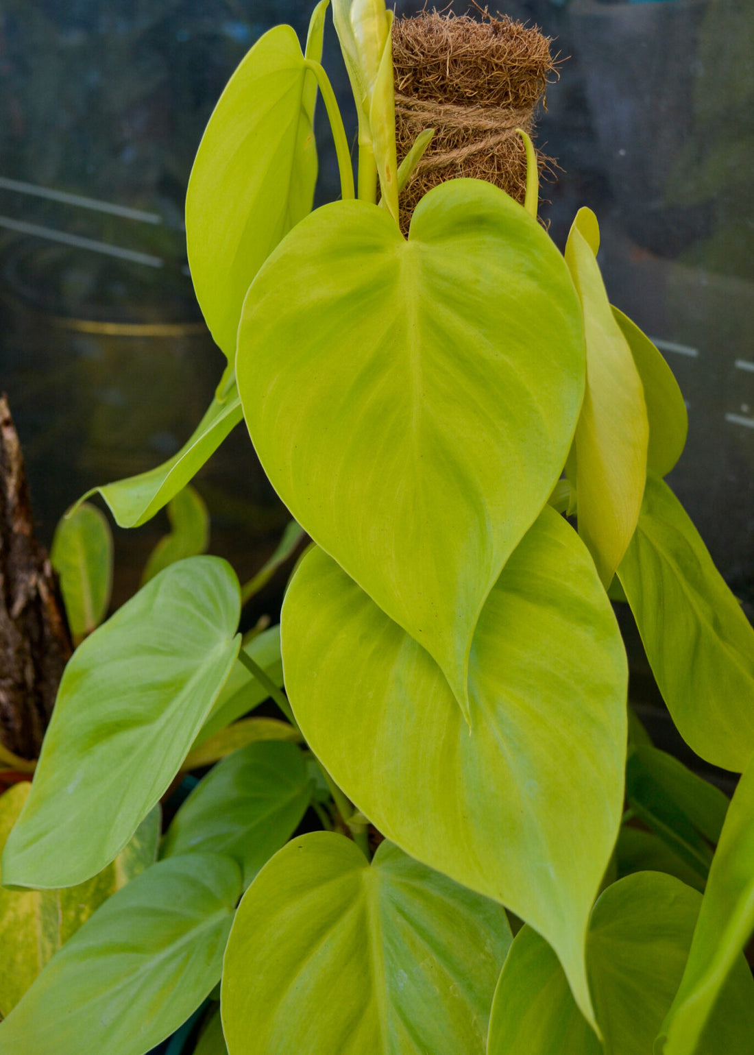 Philodendron Gold Heartleaf (Philodendron cordatum) - Ladybird Nursery