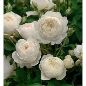 Climbing Rose 'Pierre De Ronsard Blushing' (Bareroot) - Ladybird Nursery