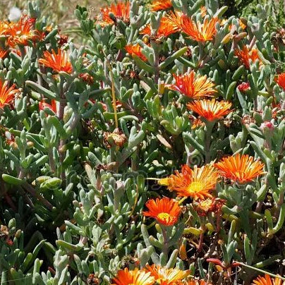 Pigface 'Orange' (Mesembryanthemum spp.) - Ladybird Nursery