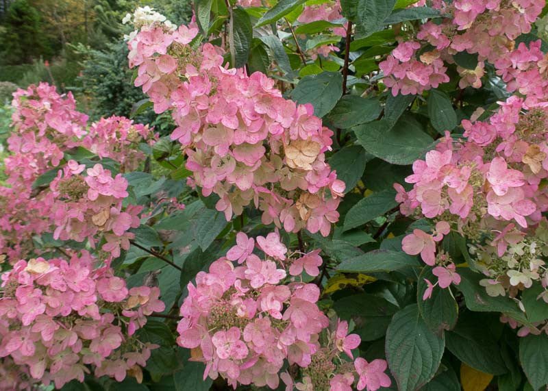 Panicle Hydrangea Pink Diamond (Hydrangea paniculata) - Ladybird Nursery