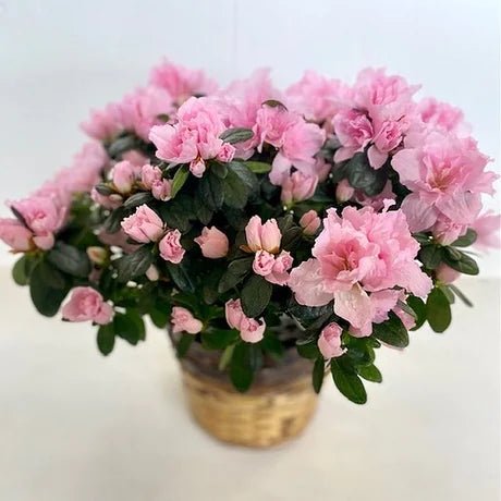 Azalea Pink - Ladybird Nursery
