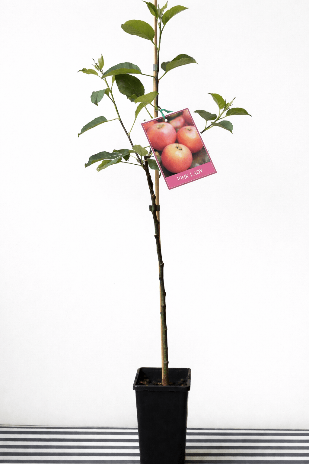 Dwarf Apple Pink Lady (medium size) - Ladybird Nursery