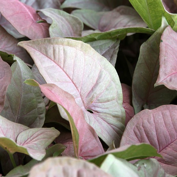 Syngonium 'Pink Beauty' - Large - Ladybird Nursery