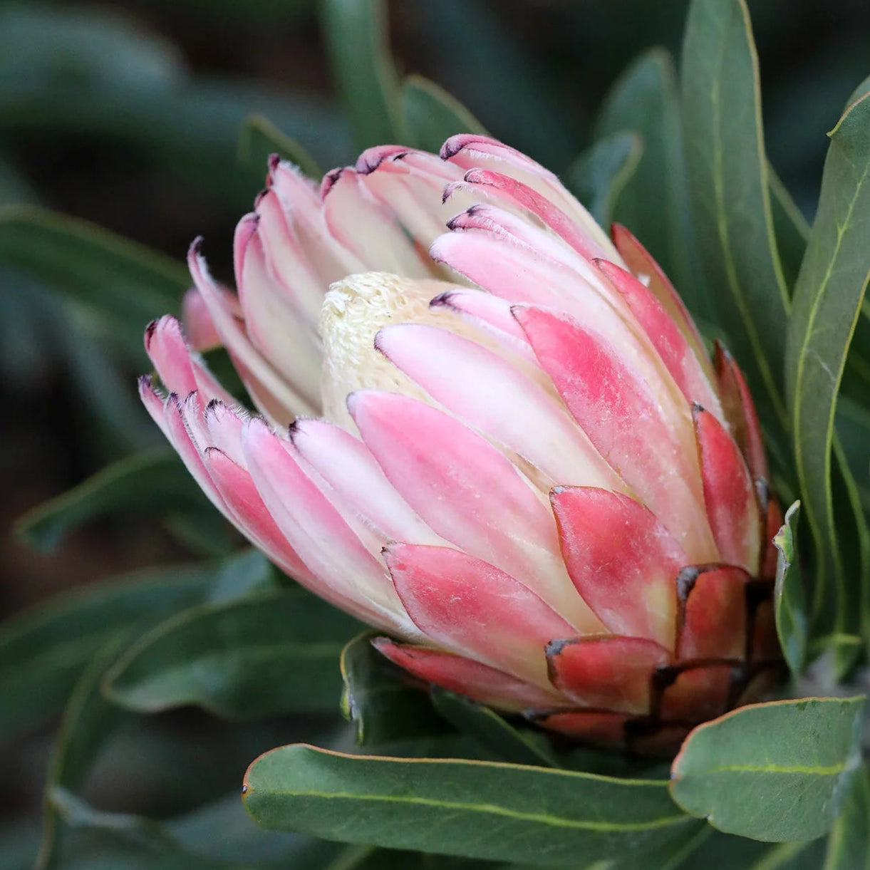 Protea 'Pink Cream' - Ladybird Nursery