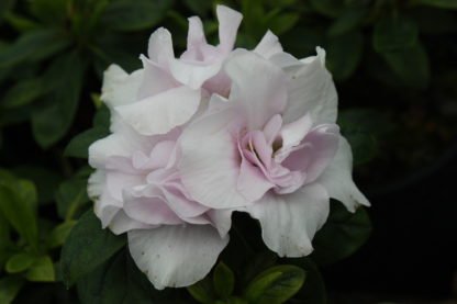 Azalea indica Pink Ice - Ladybird Nursery