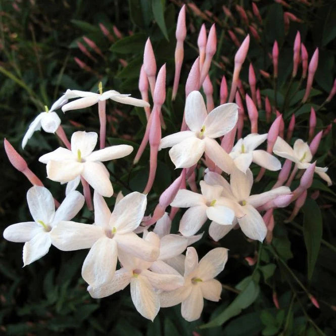 Pink Jasmine (Jasminum polyanthum)