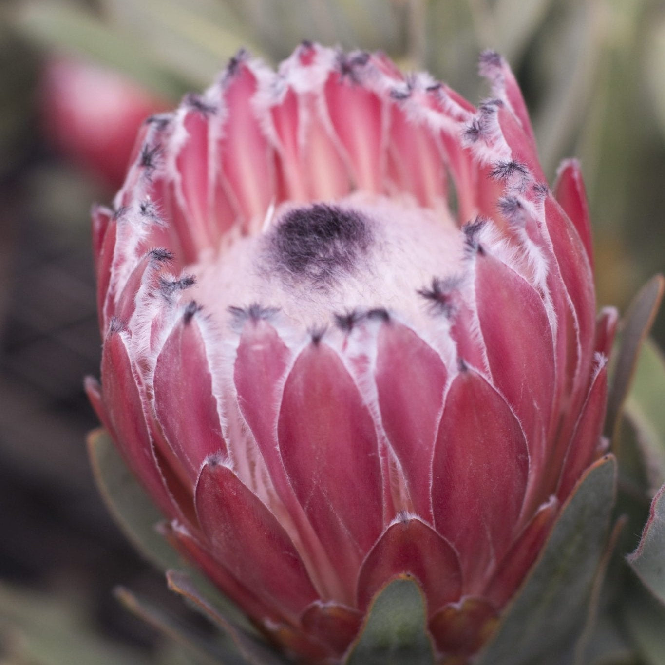 Protea 'Australis Pink' - Ladybird Nursery
