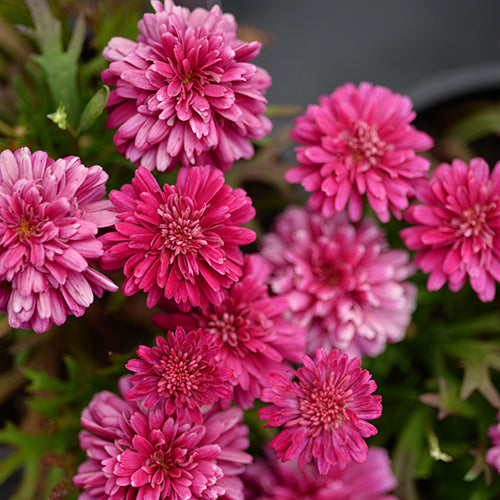 'Federation Pink Posy' (Argyranthemum hybrid)