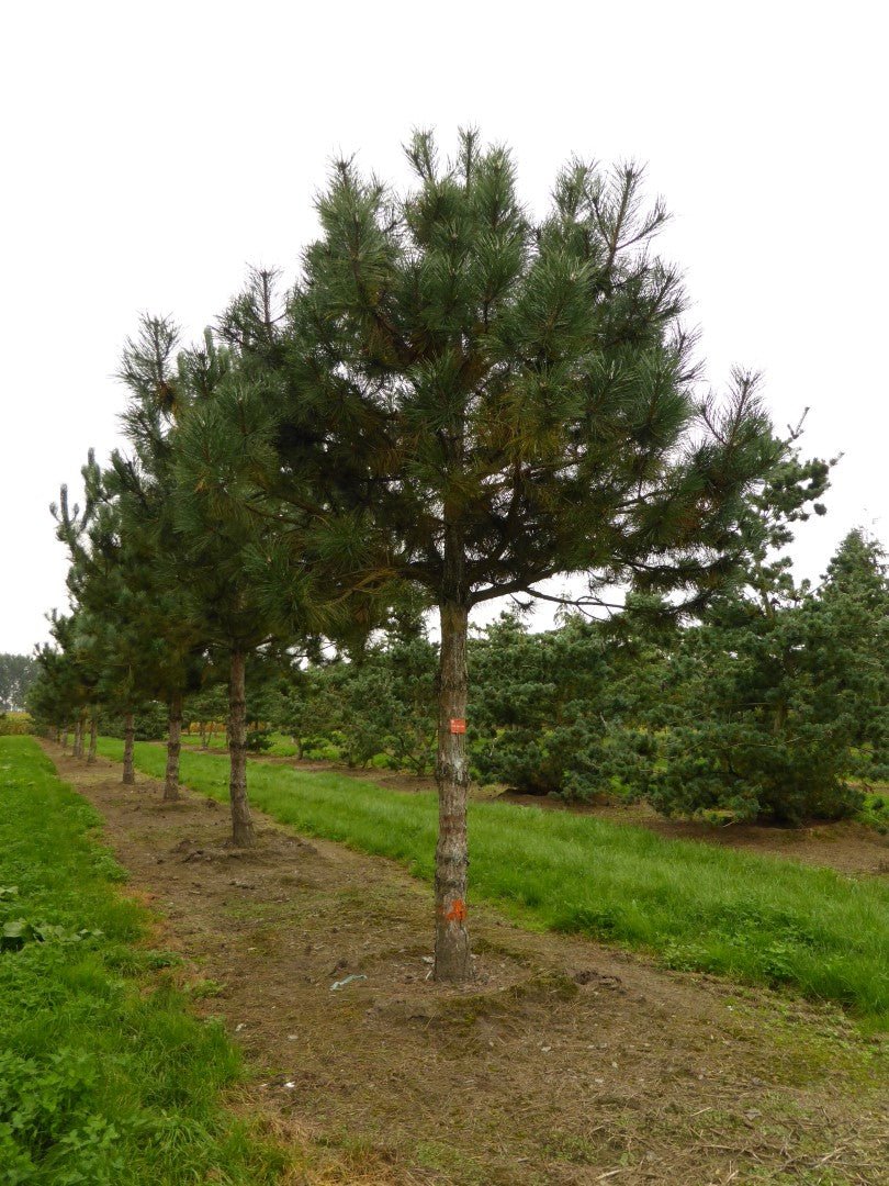 Black Pine Goldfingers (Pinus nigra) - Ladybird Nursery