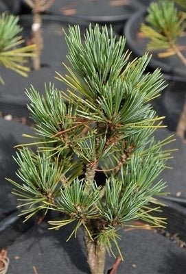 Southwestern White Pine Loma Linda (Pinus strobiformis) - Ladybird Nursery