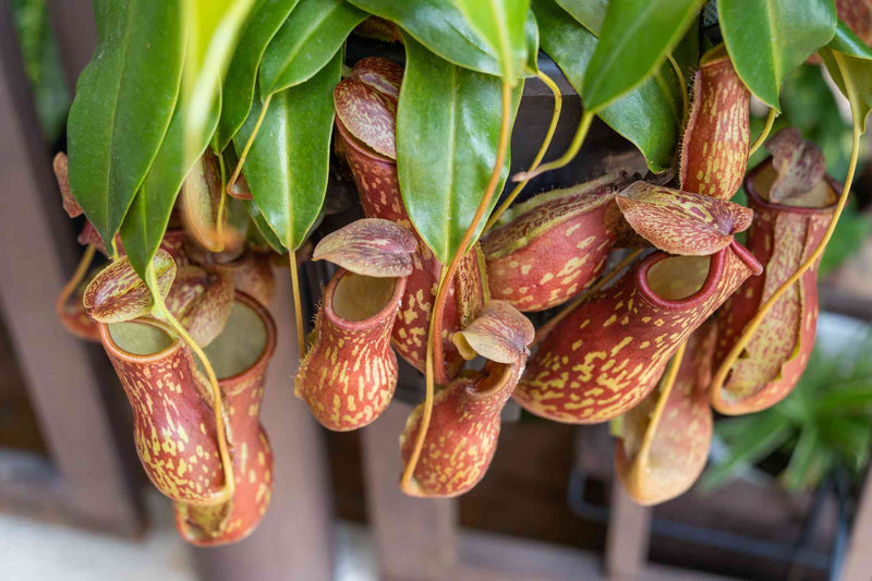 Tropical Pitcher Plant (Nepenthes spp.)