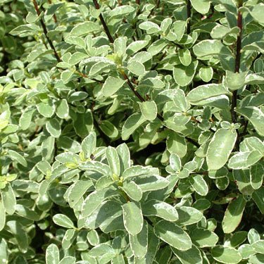 Ivory Pittosporum Ivory Sheen (Pittosporum) - Ladybird Nursery