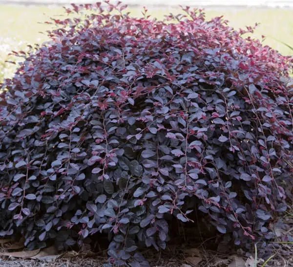 Loropetalum Purple Pixie™ (Loropetalum chinense) - Ladybird Nursery