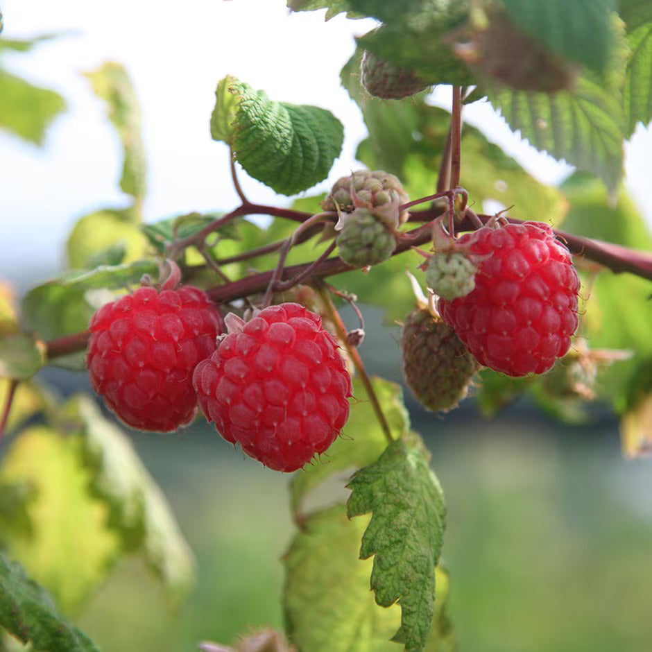 Raspberry Autumn Bliss