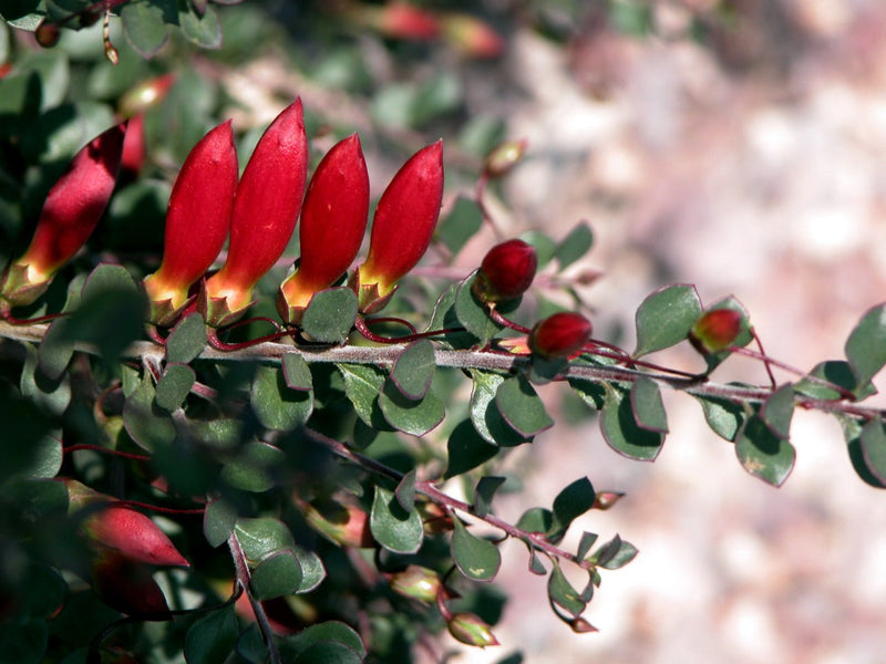 Emu Bush Desert Passion (Eremophila) - Ladybird Nursery