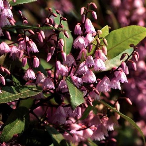 Blueberry Ash Tree Pink Elly (Elaeocarpus Dark) - Ladybird Nursery