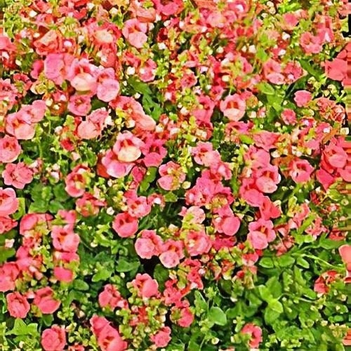 Twinspur Dazzler (Diascia Little) - Ladybird Nursery