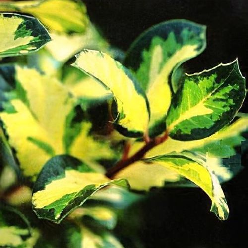 Holly altaclerensis Lawsoniana (Ilex x) - Ladybird Nursery