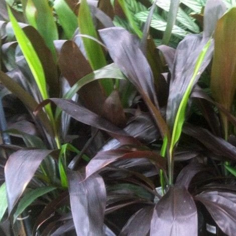 Cordyline Negra (Cordyline fruticosa) - Ladybird Nursery
