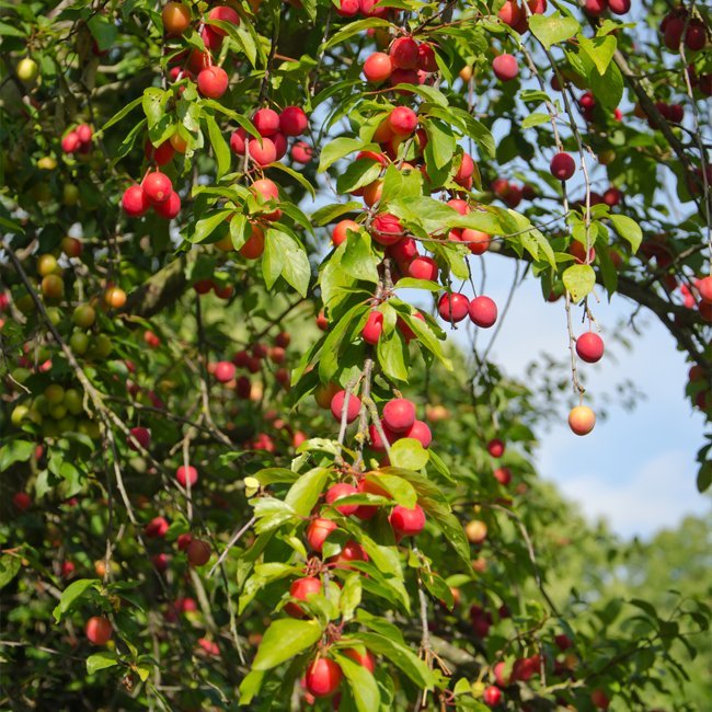 Plum Cherry Plum 8 - 1 - Ladybird Nursery