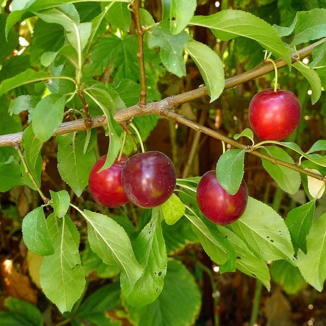 Plum Cherry Plum 8 - 1 - Ladybird Nursery