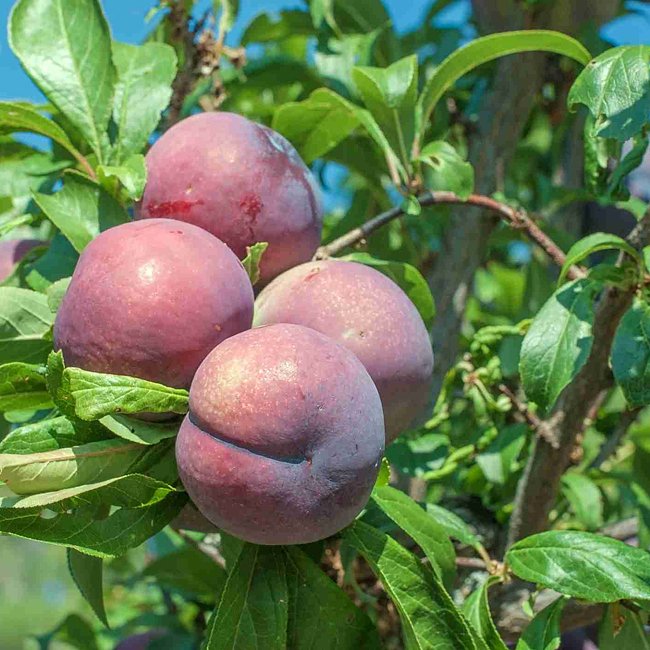 Plum 'Mariposa' - Ladybird Nursery