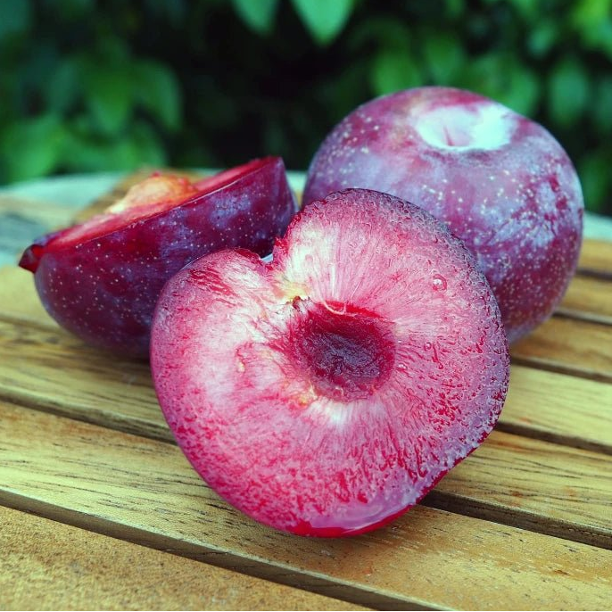 Dwarf Plumcot 'Spring Satin' - Ladybird Nursery
