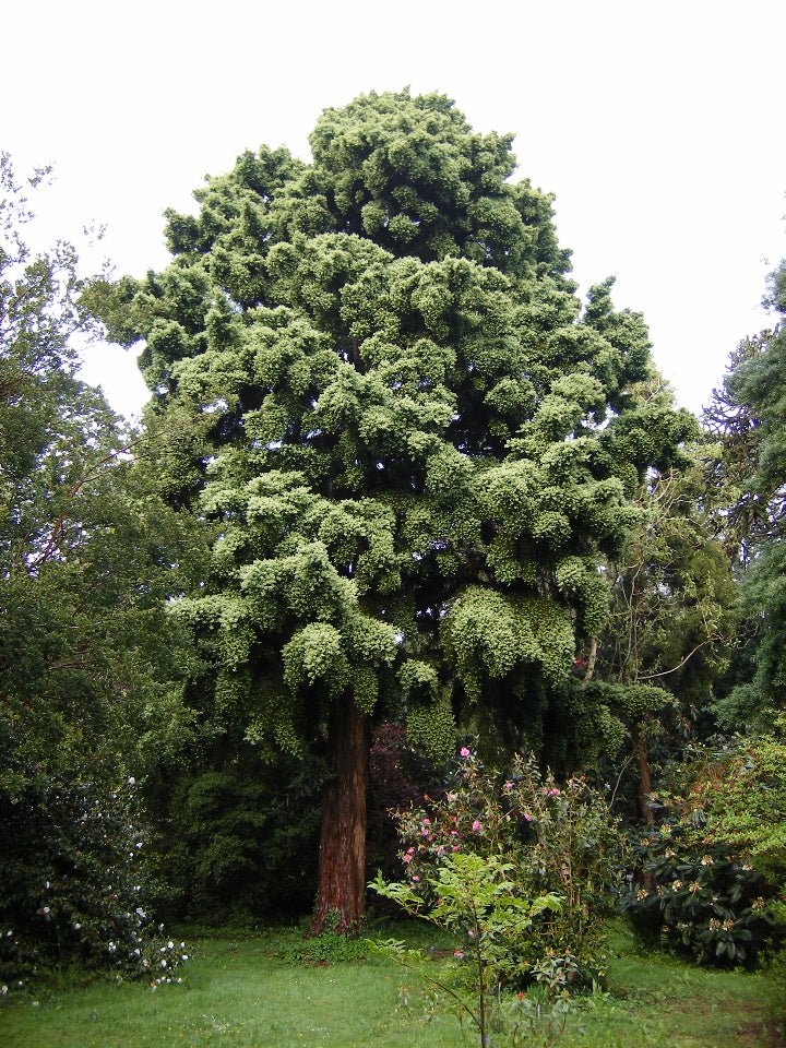 Totara (Podocarpus totara) - Ladybird Nursery