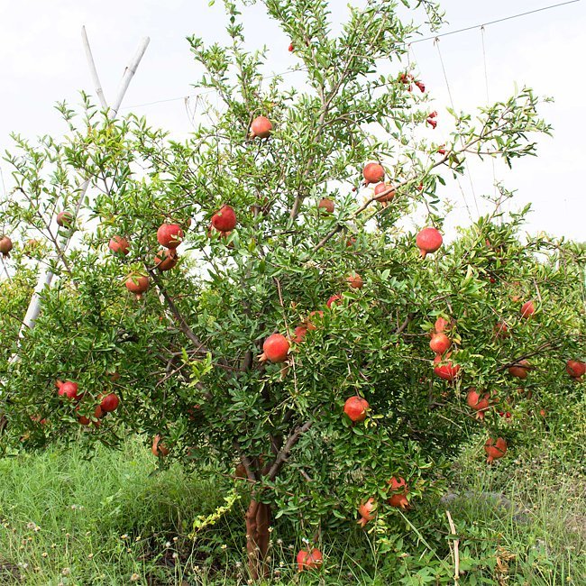 Pomegranate Ben Hur - Ladybird Nursery